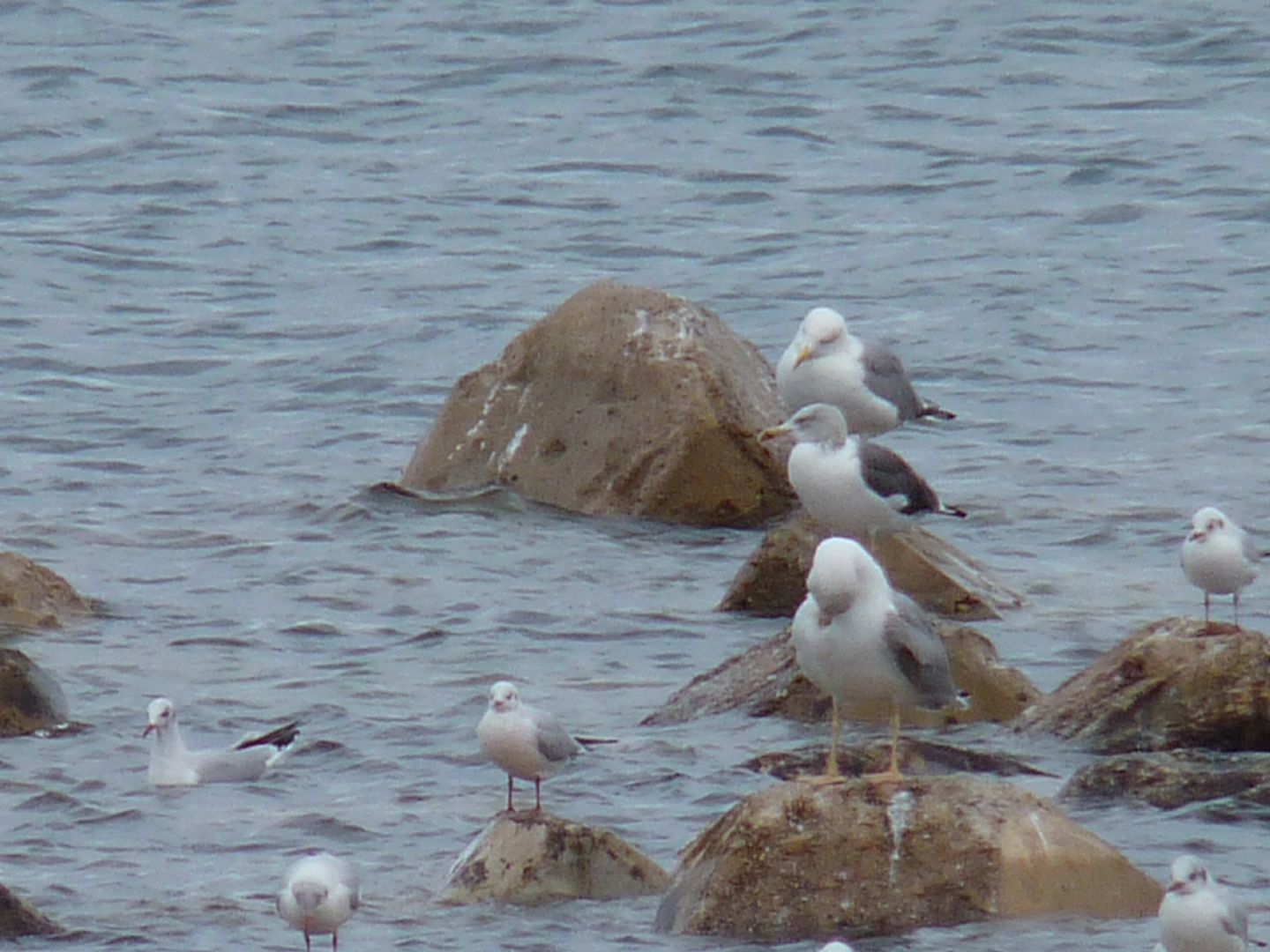 Zafferano ssp. intermedius